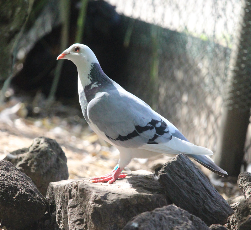 Duif | Kinderboerderij De Vliert