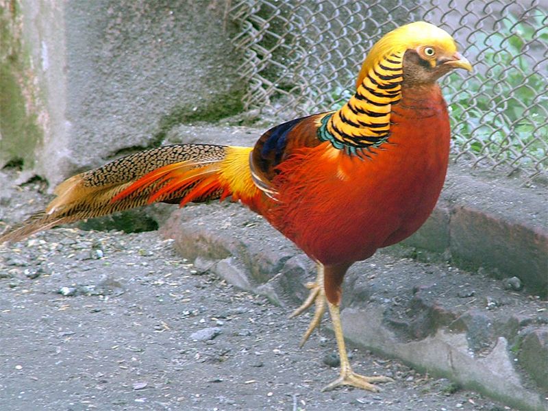 Fazant | Kinderboerderij De Vliert