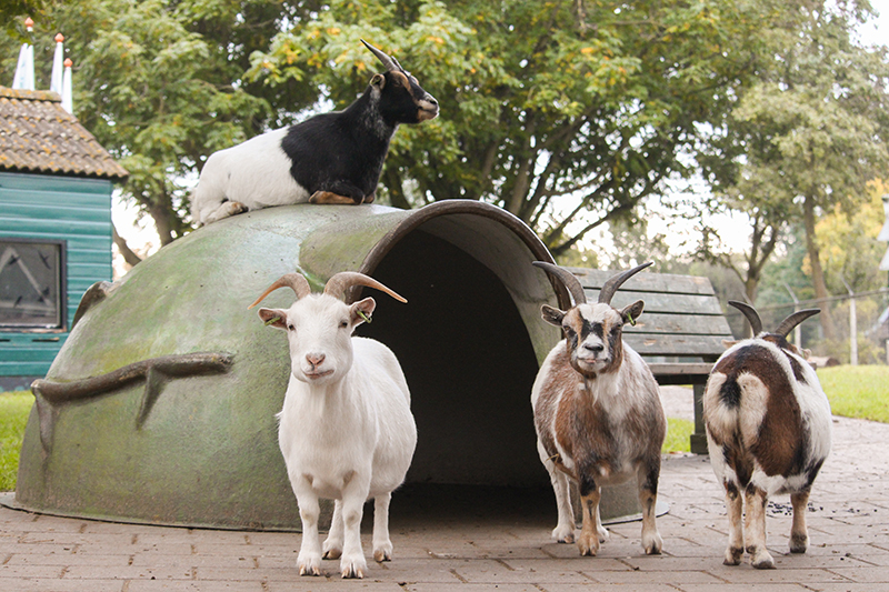 Geit | Kinderboerderij De Vliert