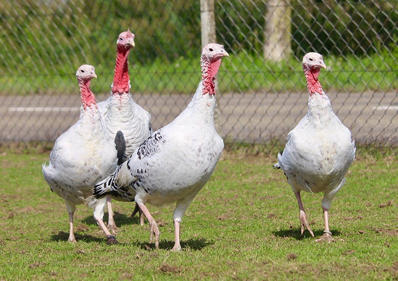 Kalkoen | Kinderboerderij De Vliert