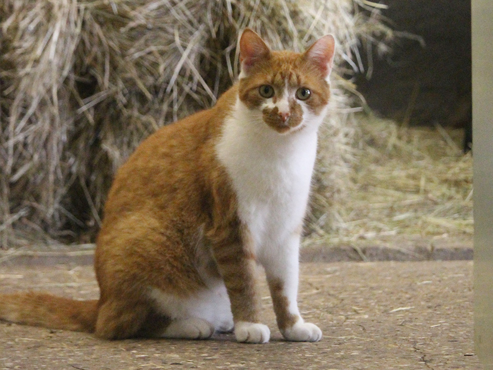 Kat | Kinderboerderij De Vliert
