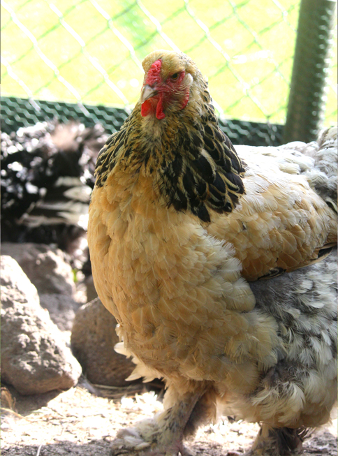 Kip | Kinderboerderij De Vliert