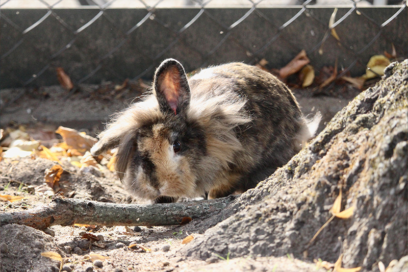 Konijn | Kinderboerderij De Vliert