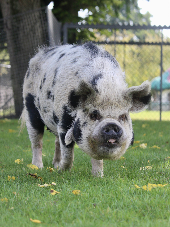 Kune varken | Kinderboerderij De Vliert