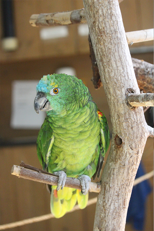 Papegaai | Kinderboerderij De Vliert