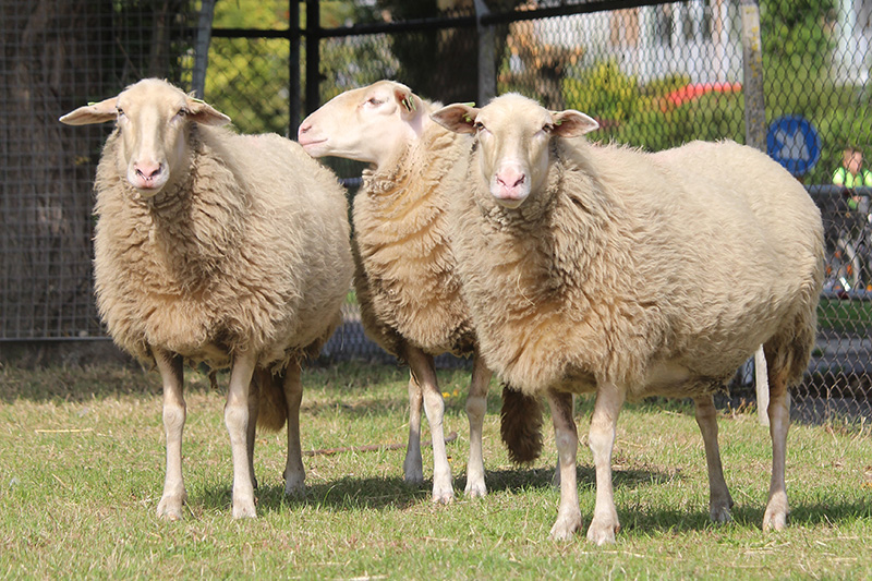 Schaap | Kinderboerderij De Vliert