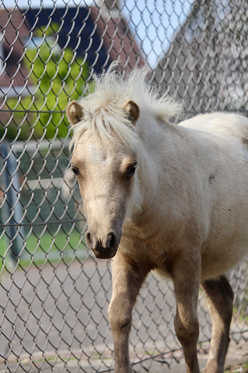 Shetlander | Kinderboerderij De Vliert