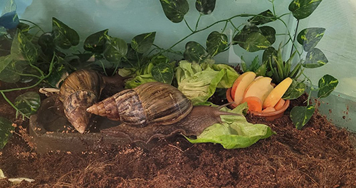 Slak | Kinderboerderij De Vliert